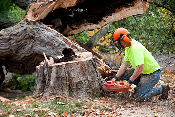 Best Tree Disease Treatment  in USA